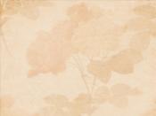 Peachy Rose Backgrounds