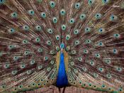 Peacock Backgrounds