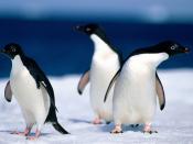 Penguin Desktop Photo Backgrounds