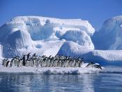 Penguin Diving Competition
