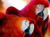 Red Beautiful Parrots Backgrounds