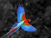 Red Face Parrot Backgrounds