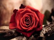 Red Rose Backgrounds