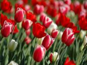 Red Tulips In Spring Backgrounds