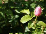 rose bud on the farmville Backgrounds