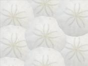 Sand Dollars Backgrounds