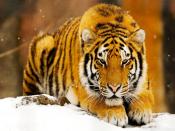Siberian Snow Tiger At Rest Backgrounds