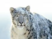 Snow Mountain Leopard Backgrounds