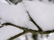 Snow on a Branch Nature Wallpaper Backgrounds