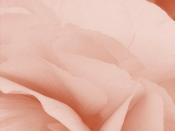 Soft pink petals Backgrounds