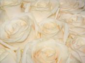 Soft Roses Backgrounds