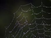 Spider Web Backgrounds