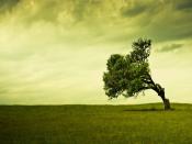 Stand Alone Tree HD Background