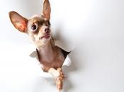 Toy Terrier Backgrounds