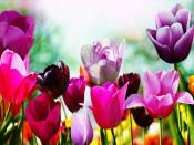 Tulips In Spring Backgrounds