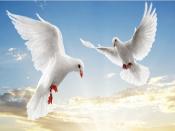 Two Doves Backgrounds
