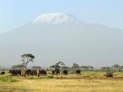 Unforgettable Safari Backgrounds