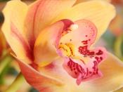 Up Close Orchid Backgrounds