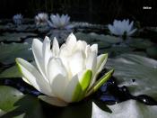 Water Lilly Backgrounds