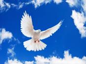 White Flying Dove Bird Backgrounds