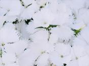 White Spring Flowers Backgrounds