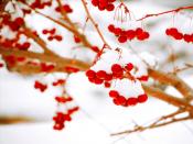 Winter Berries Backgrounds