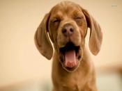 Yawning Puppy Backgrounds