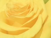 Yellow rose petals Backgrounds